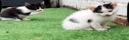 Mixed Breed cats for sale: Turkish angora / half ragdoll kittens  - Advert 10