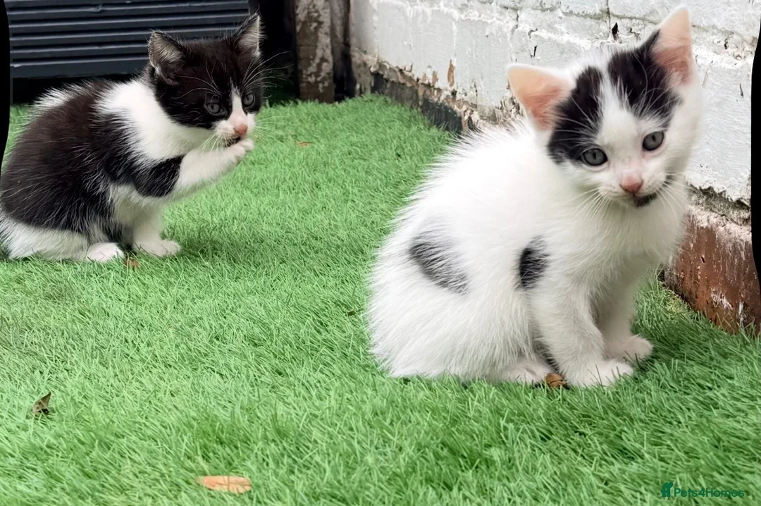 Mixed Breed cats for sale: Turkish angora / half ragdoll kittens  - Advert 10