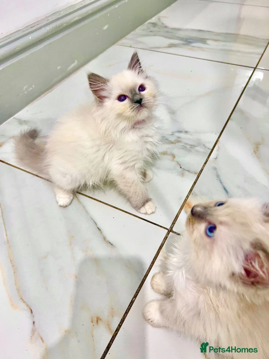 Ragdoll cats for sale: PURE&STUNNING Ragdoll kittens  - Advert 2