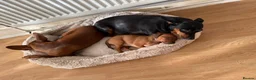 Miniature Pinscher dogs for sale: Miniature Pinscher Girl Puppy Last One Available🐶 - Advert 7