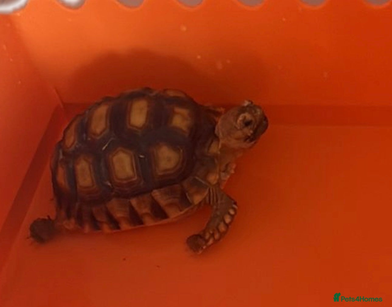 Tortoise reptiles Sulcata tortoise and house  - Advert 1