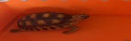 Tortoise reptiles for sale: Sulcata tortoise and house  - Advert 1