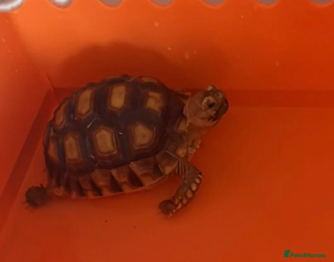 Tortoise reptiles for sale: Sulcata tortoise and house  - Advert 1