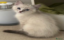 Ragdoll cats for sale: 😻 2 HANDSOME 11 WEEK OLD MALE RAGDOLL KITTENS 😻 - Image 10