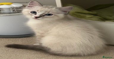 Ragdoll cats - Advert 11