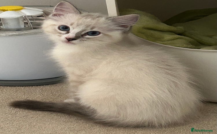 Ragdoll cats - Advert 1