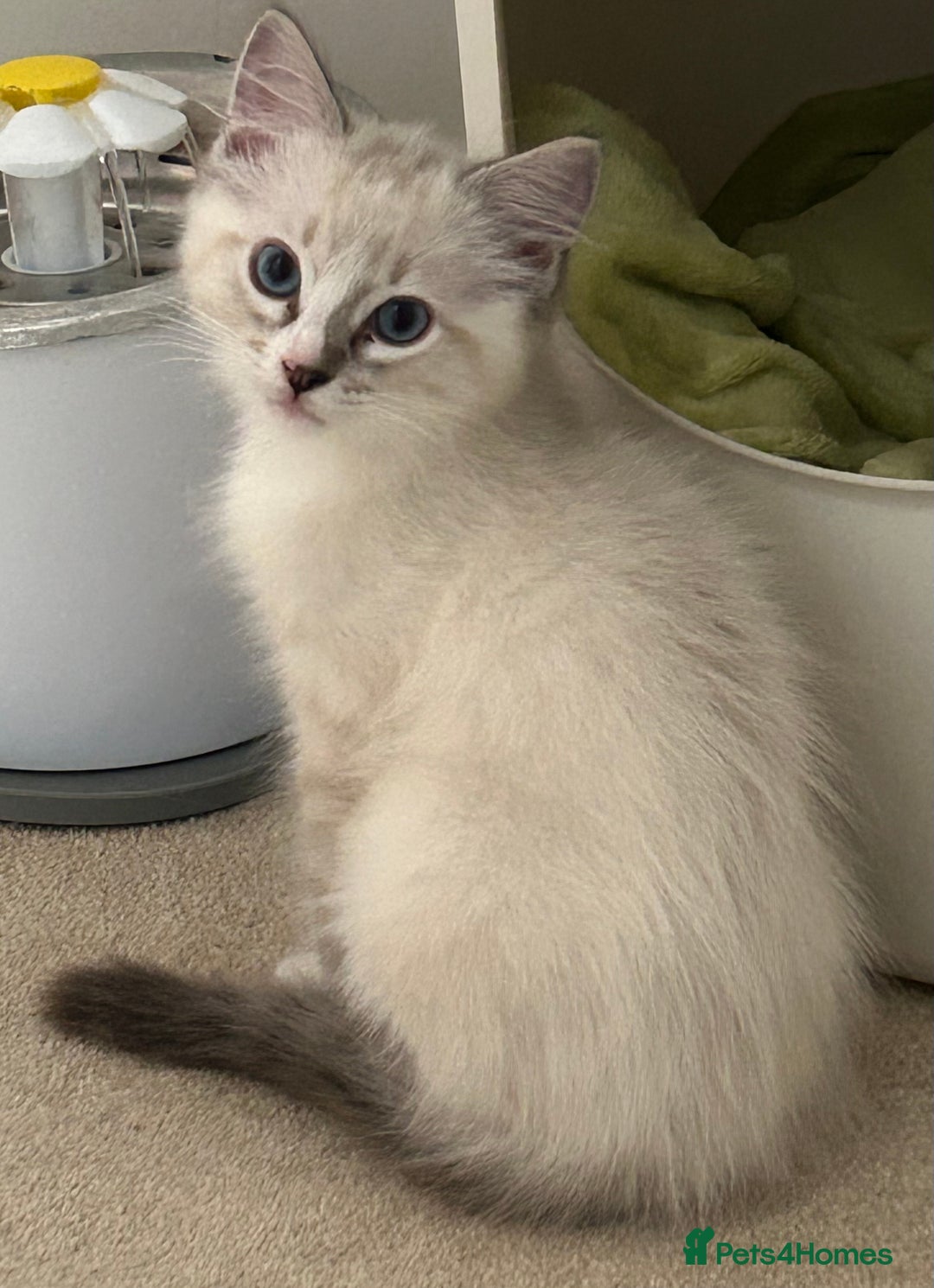 Ragdoll cats for sale: 😻 2 HANDSOME 11 WEEK OLD MALE RAGDOLL KITTENS 😻 - Image 10