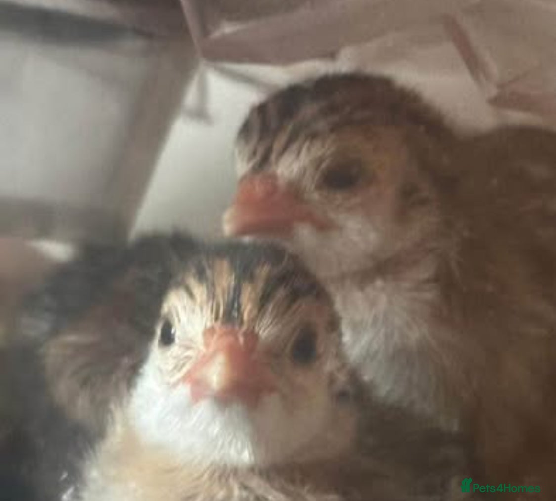 Chickens poultry for sale:  Appenzeller, Pekin, Brakel, Guinea Fowl, Bobwhite in Aberaeron - Advert 7