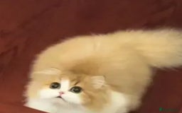 Munchkin cats for sale: Golden with white minute - Image 2