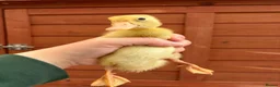 Ducks poultry for sale: Indian Runner Ducklings  - Advert 1