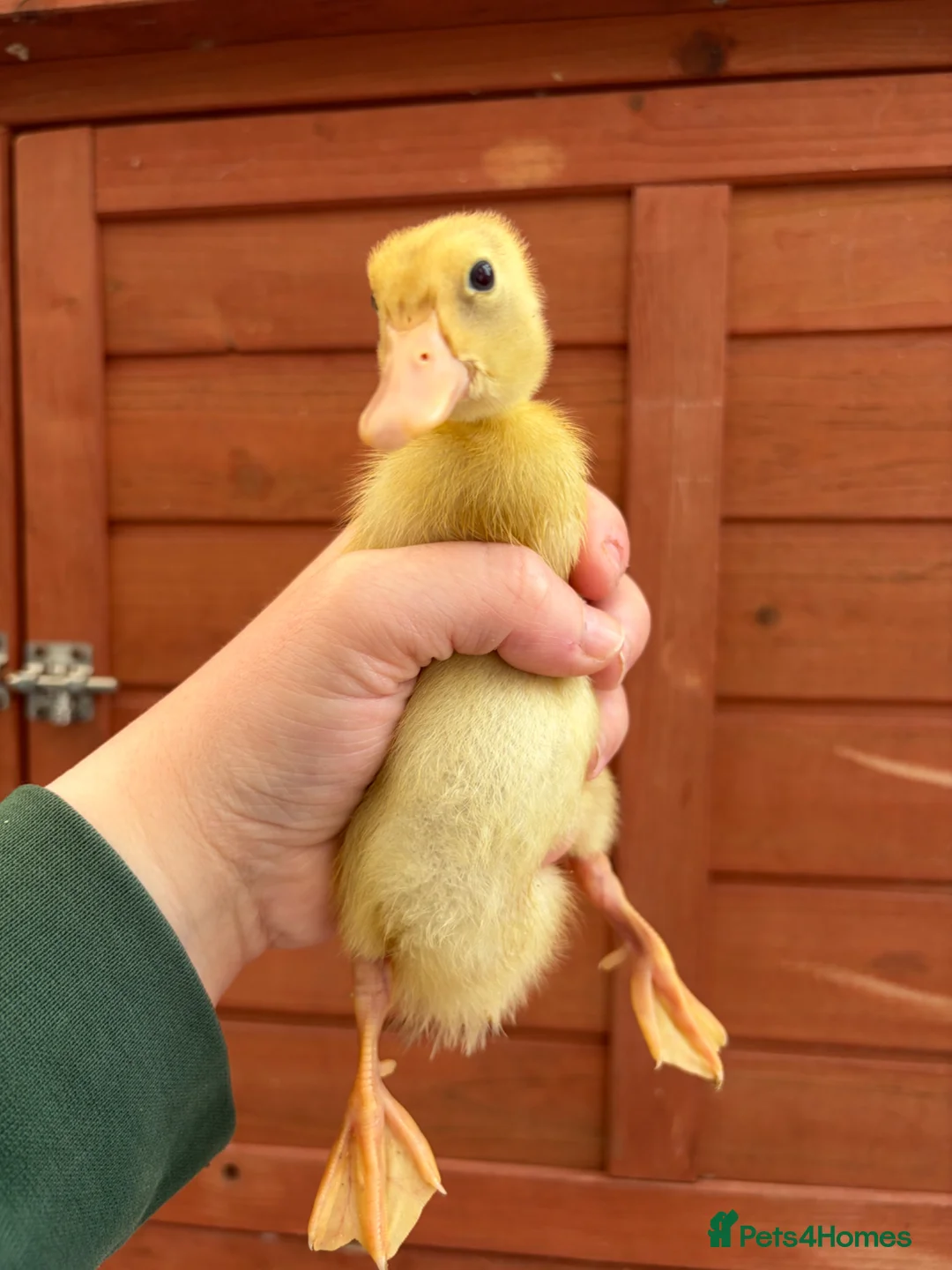 Ducks poultry for sale: Indian Runner Ducklings  - Advert 1