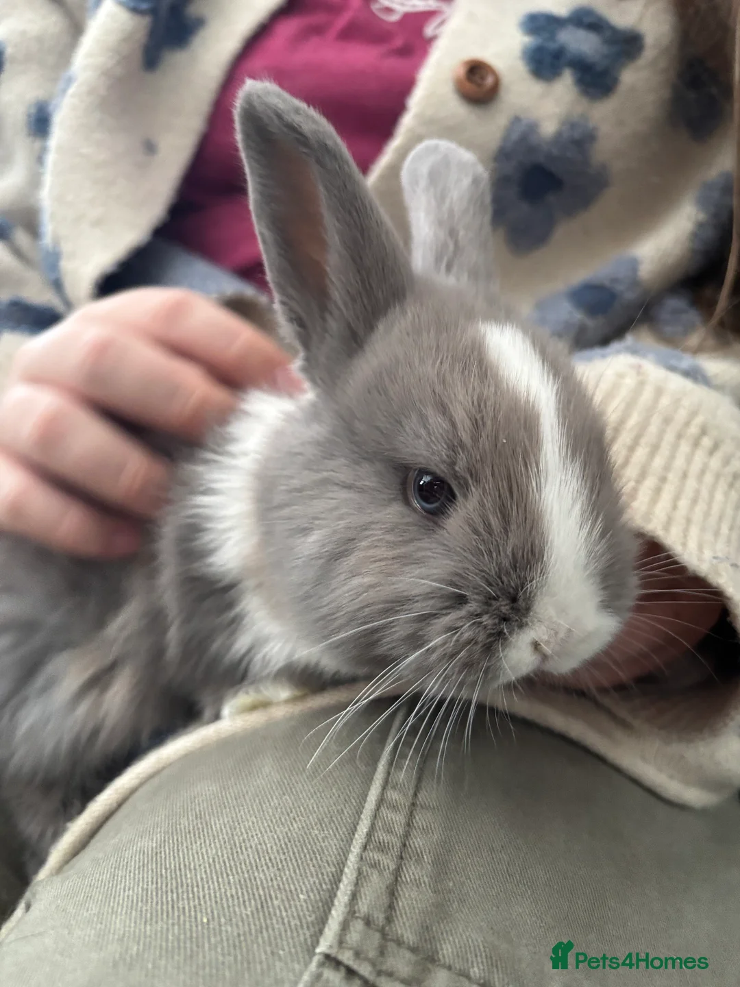 Mixed Breed rabbits for sale: 5 mixed baby rabbits - Advert 1