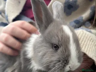 Mixed Breed rabbits 5 mixed rabbits - Advert 1