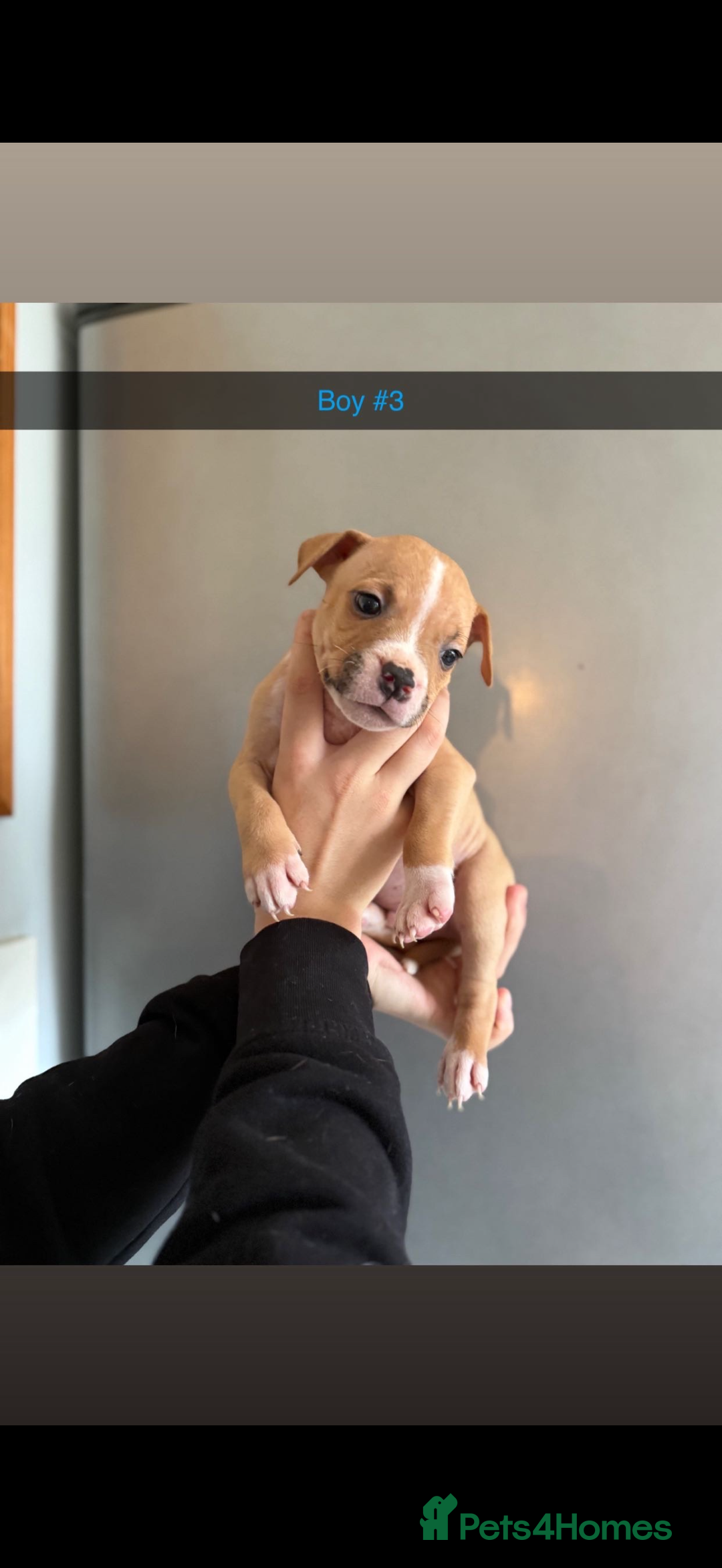 Mixed Breed dogs for sale: Staff x American bulldog - Image 3
