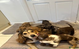 Cocker Spaniel dogs for sale: Super rare and unique show type dna tested Kc reg  - Image 35