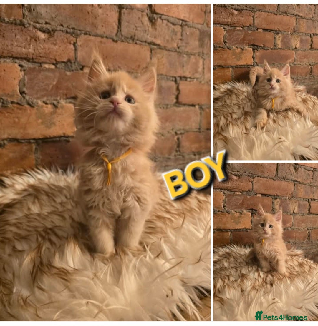 Maine Coon cats 5x Boys Maine Coon TICA Registered  - Advert 1