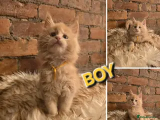 Maine Coon cats 5x Boys Maine Coon TICA Registered - Advert 2