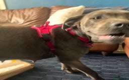 Cane Corso dogs for sale: FREE female cane corso - Image 8