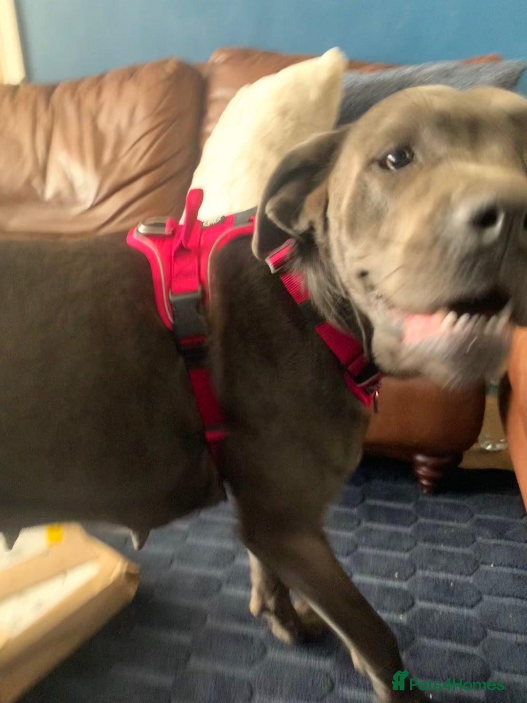 Cane Corso dogs for sale: FREE female cane corso - Image 8