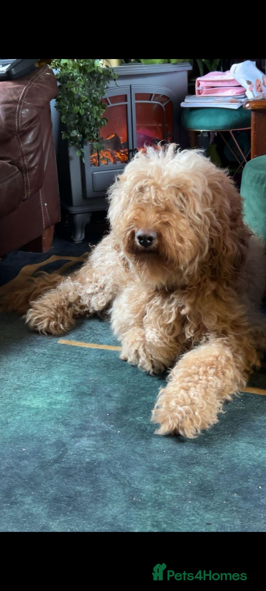 Labradoodle dogs Stunning F2 Labradoodle pups... Available soon - Advert 1