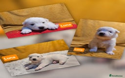 Samoyed dogs for sale: Beautiful Samoyed Puppies! ✨* - Image 5