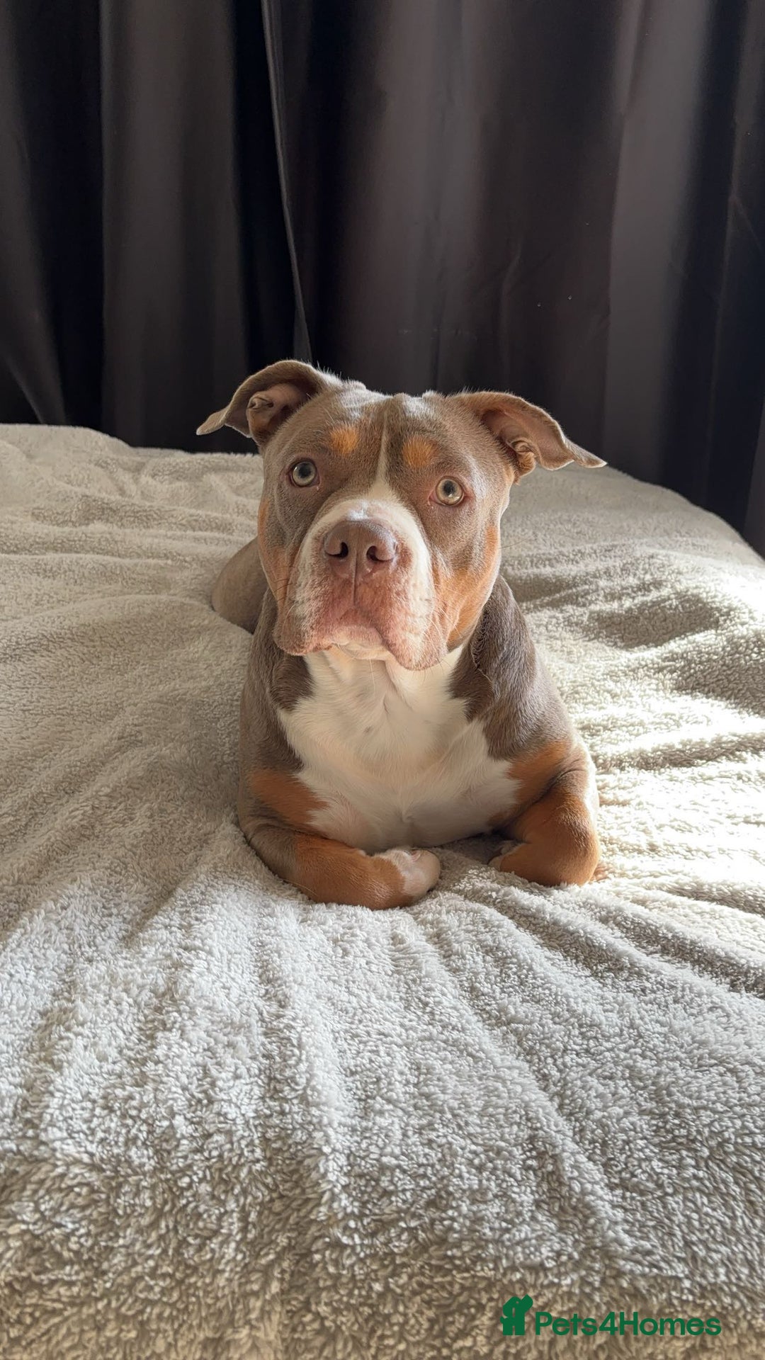 American Bulldog dogs for sale: American Pocket Bulldog - Advert 3