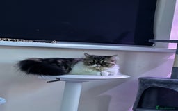 Persian cats for sale: Cute Lazy Persion Boy - Image 7