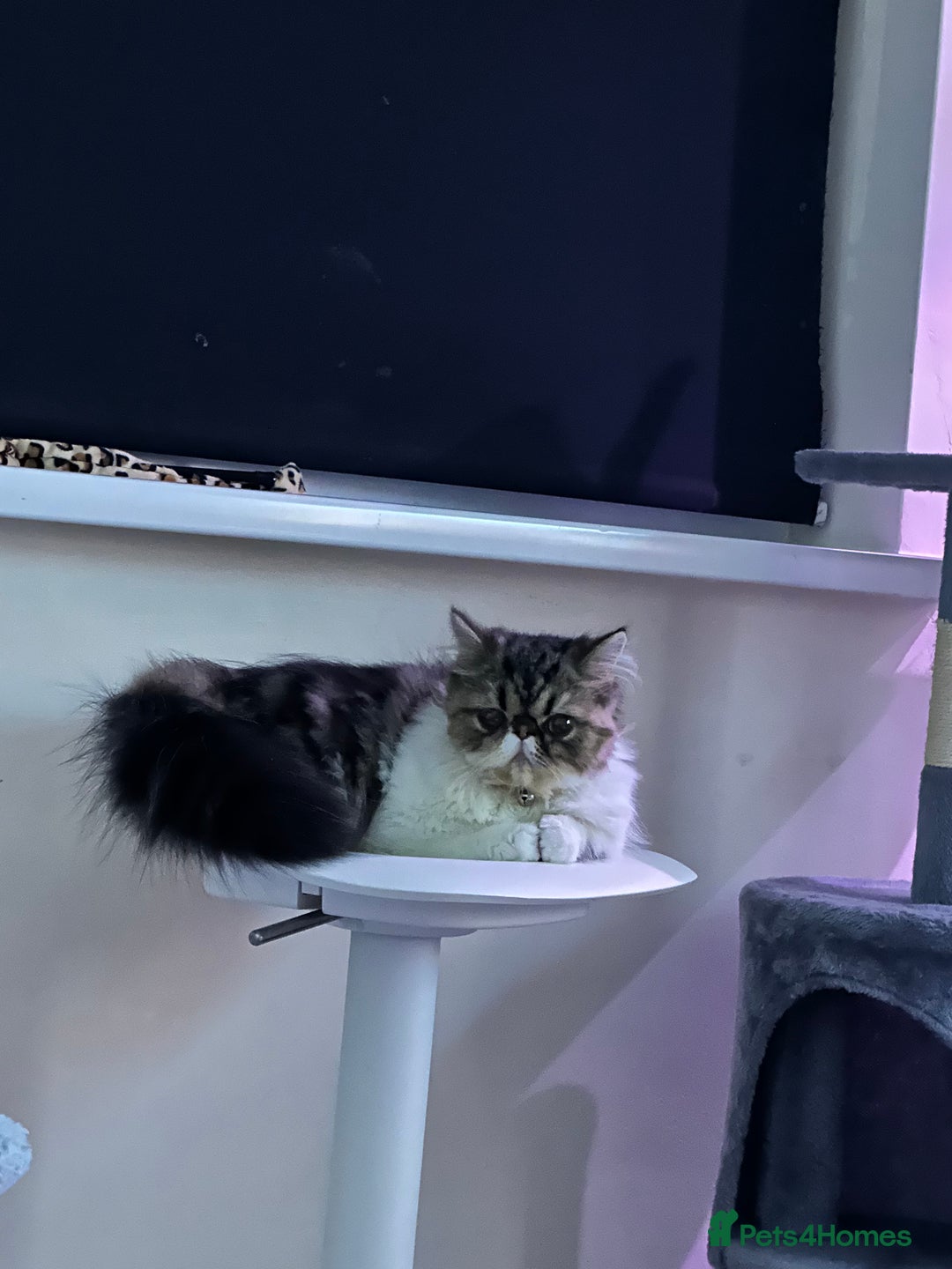Persian cats for sale: Cute Lazy Persion Boy - Image 7