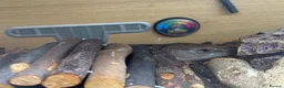 Skink reptiles for sale: Female Blue tongues skink and enclosure - Advert 7
