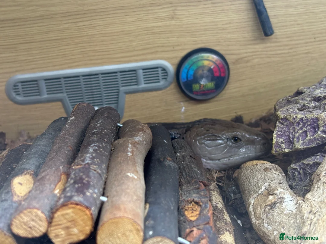 Skink reptiles for sale: Female Blue tongues skink and enclosure - Advert 7