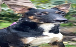 Mixed Breed dogs for adoption: 💖🐶 LINDA 🐶💖 - Image 15