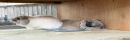 Dwarf Lop rabbits for sale: Loki & Bertie neutered Bonded Vaccinated  - Advert 2