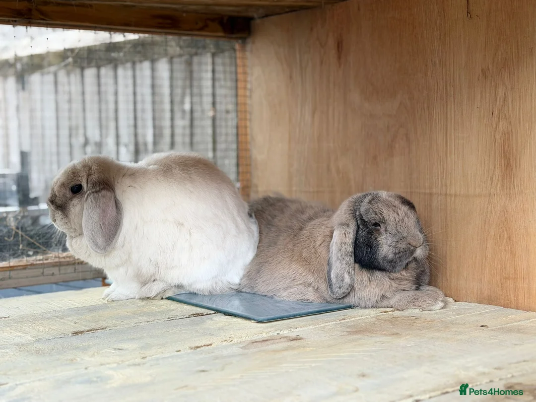 Dwarf Lop rabbits for sale: Loki & Bertie neutered Bonded Vaccinated  - Advert 2