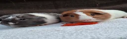 Guinea Pig rodents for sale: Baby Male Guineapigs - Advert 12