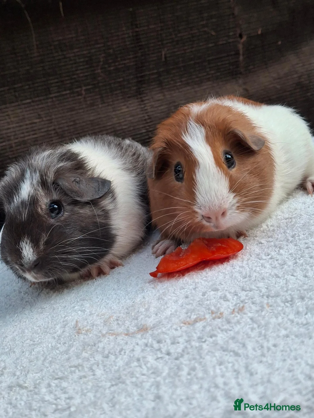 Guinea Pig rodents for sale: Baby Male Guineapigs - Advert 12