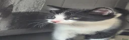 Mixed Breed cats for sale: Male kittens in Northampton - Advert 4