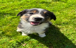 Border Collie dogs for sale: Beautiful Collie Puppies❤️ - Image 11