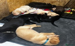Labrador Retriever dogs for sale: Kc Registered Labradors ready to leave now - Image 2