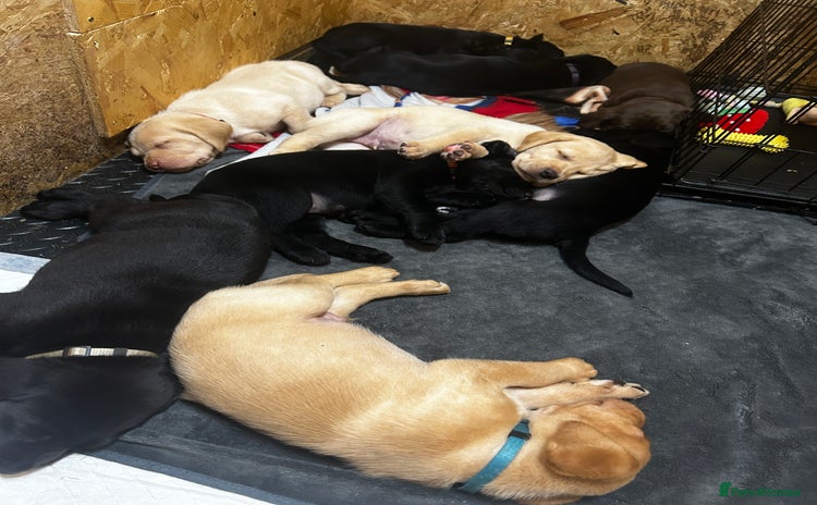 Labrador Retriever dogs - Advert 14