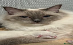 Ragdoll cats for sale: 3 Beautiful Female Blue Point Ragdoll Kittens - Image 11