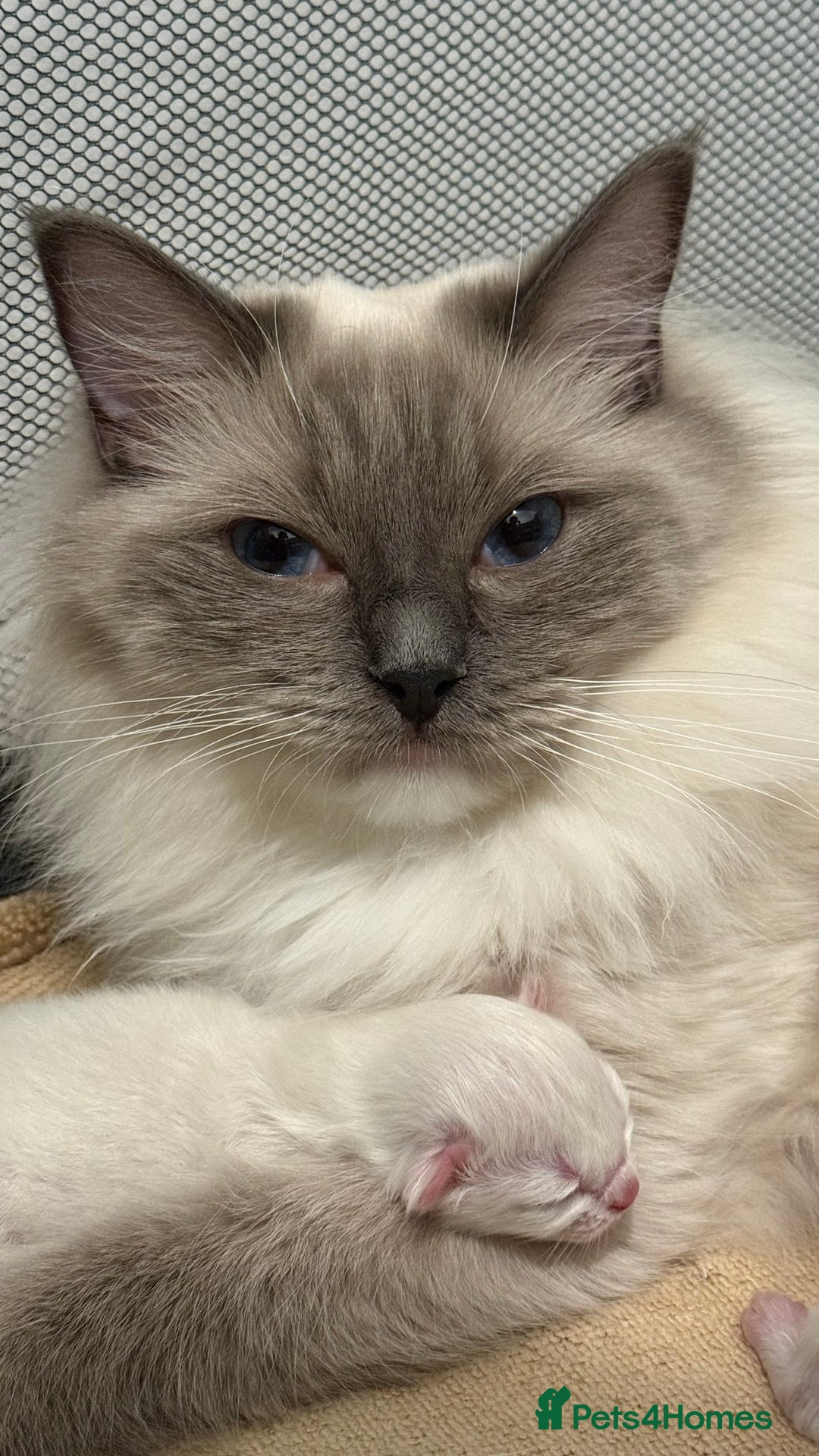 Ragdoll cats for sale: 3 Beautiful Female Blue Point Ragdoll Kittens - Image 11