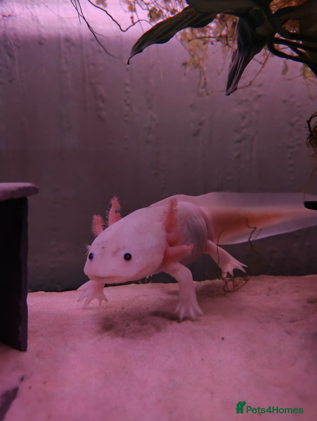 Axolotl reptiles for sale: Rehoming 18 month old female axolotl - Advert 3