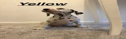 Dalmatian dogs for sale: 5 gen KC Dalmatians AVAILABLE NOW - Advert 27