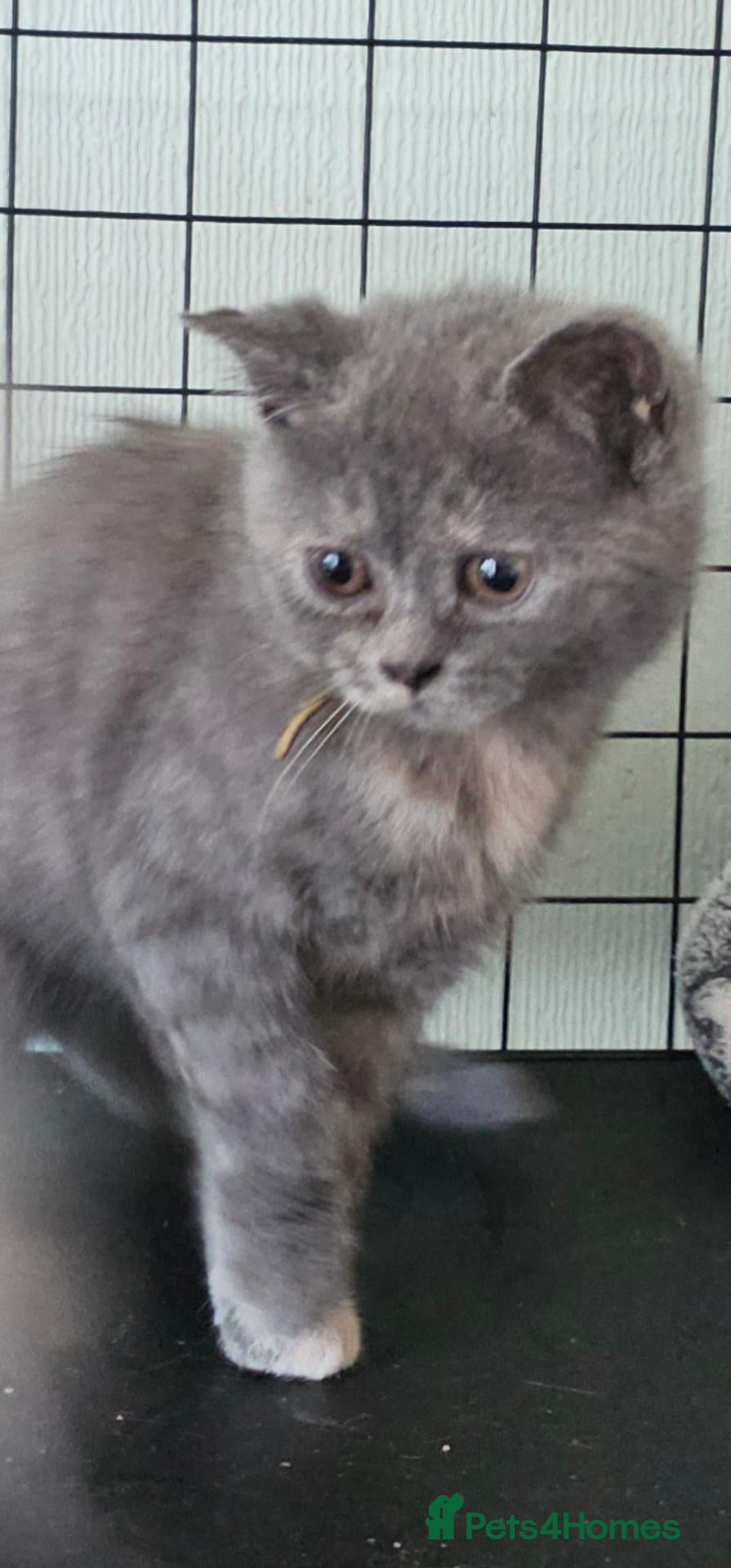 British Shorthair cats Ready for new home GCCF registered ACTIVE British  - Advert 2