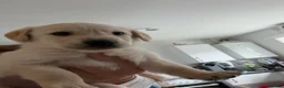 Goldador dogs for sale: Beautiful Goldador Puppies  - Advert 7