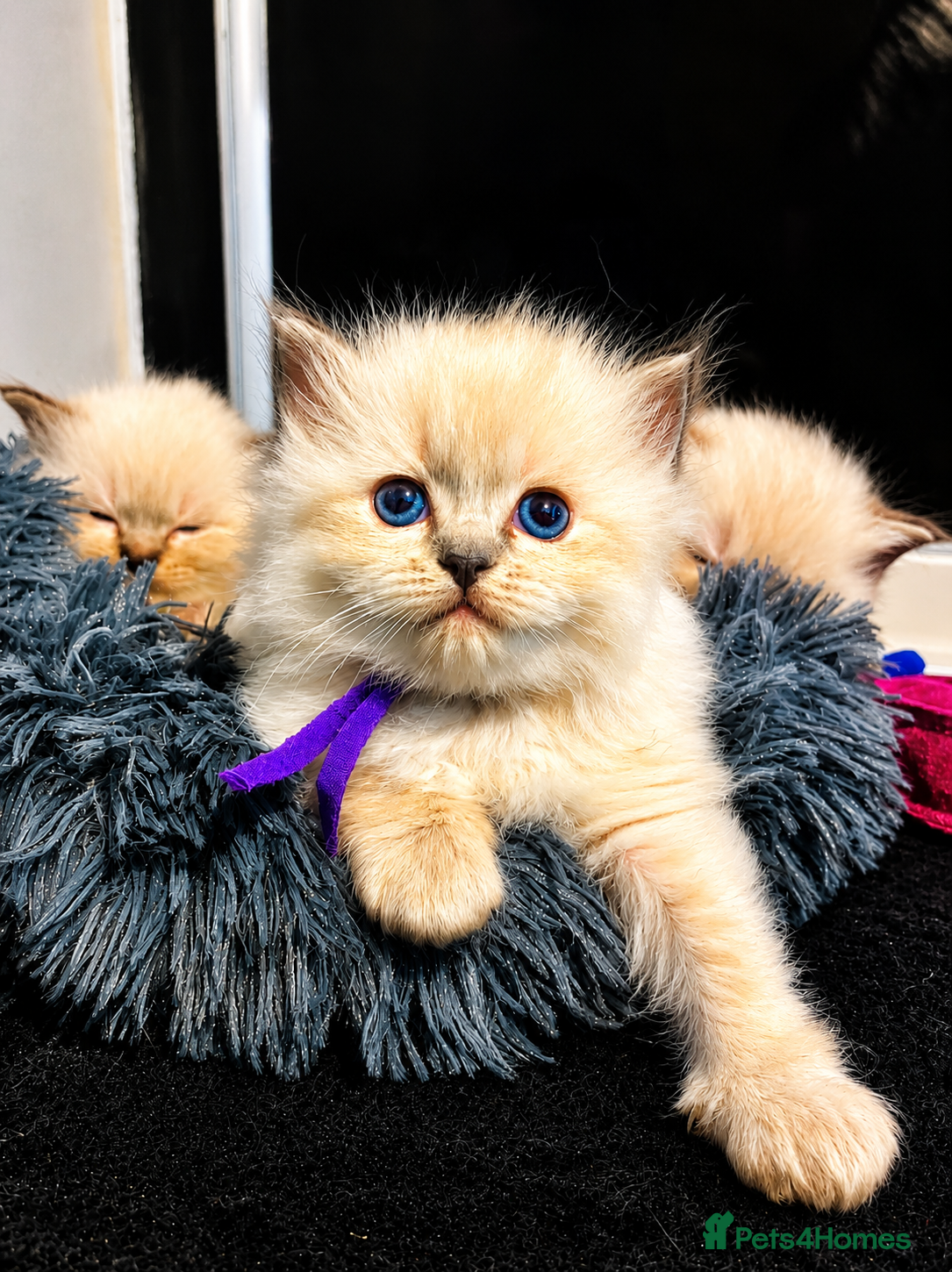 Ragdoll cats 🐾 TICA Beautiful Ragdoll Kittens - Seal Tabby 🐾 - Advert 12