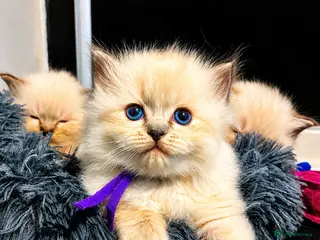 Ragdoll cats ๐พ TICA Beautiful Ragdoll Kittens - Seal Tabby ๐พ - Advert 12