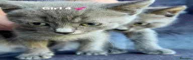Domestic Shorthair 4