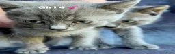 Domestic Shorthair cats for sale: 4Beautiful blue/grey Domestic Shorthair kittens 💕 - Advert 2