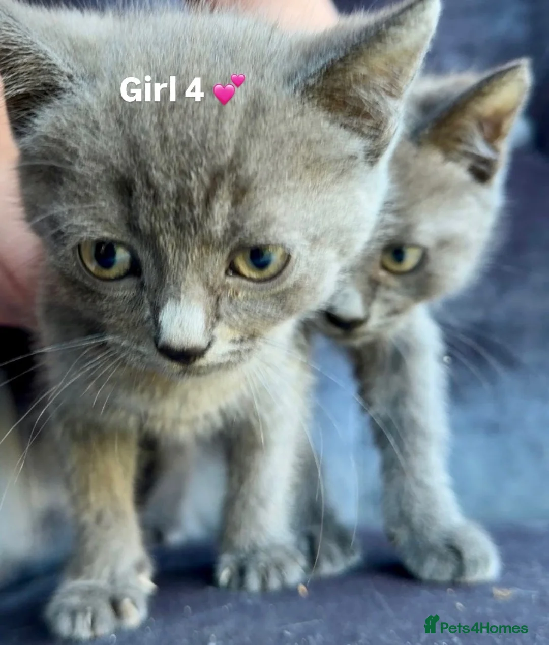 Domestic Shorthair cats for sale: 4Beautiful blue/grey Domestic Shorthair kittens 💕 - Advert 2